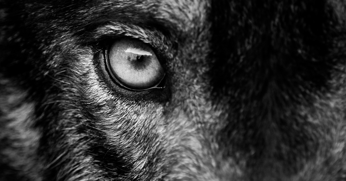 WolfGPT: The “Upgraded” Dark AI for Malware